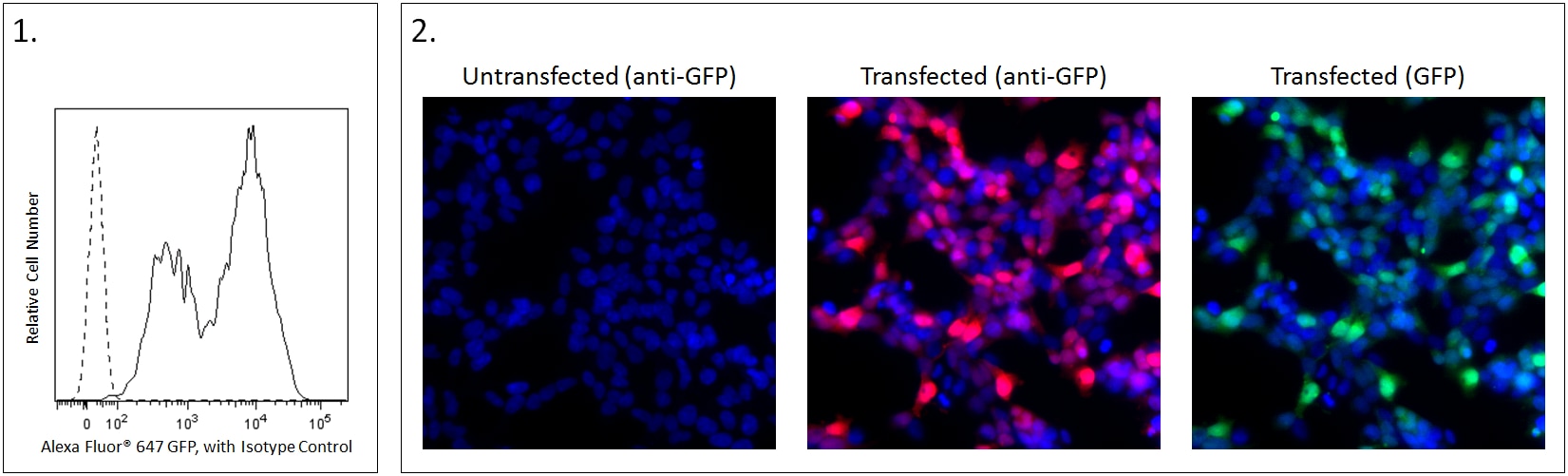Anti-GFP_Ax647_Figure_-_Snip_It_Tool_-_Red_Lines_Removed.png